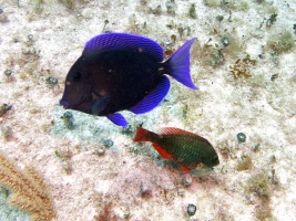 Blue Tang and Stoplight Parrotfish  (Dive Buddies) IMG 3089